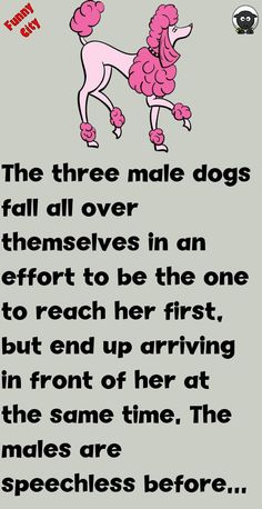 a pink poodle with the words, the three main dogs fall over themselves in an effort to be the one to reach her first but end up