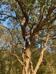 a person sitting on top of a large tree