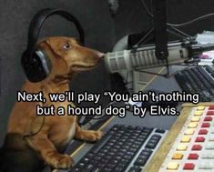 a dog with headphones sitting in front of a keyboard