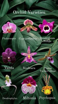 the different types of orchids are shown in this image, with their names on them