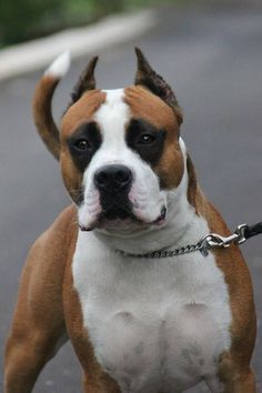 a brown and white dog standing on top of a street