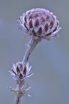 two flowers that are sitting next to each other