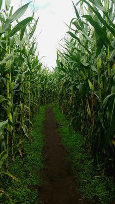 a dirt path in the middle of a corn field with lots of green plants on both sides