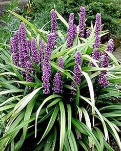 purple flowers are blooming in the garden