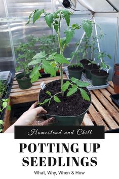 potting up seedlings in a greenhouse with text overlay