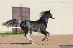 a black and white horse is galloping in the dirt near a building with pink doors