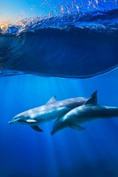 two dolphins swimming in the ocean at sunset