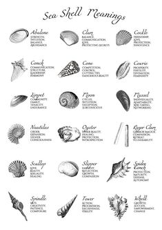 sea shell meanings cheatsheet Sea Witch Book, Planet Astrology, Witch Book Of Shadows, Witch Grimoire, Book Of Shadows Pages, Water Witch, Moon Reading