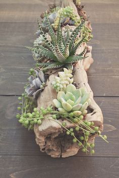 succulents and other plants are arranged on a piece of driftwood