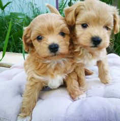 two puppies sitting on top of a white blanket in front of green plants and bushes