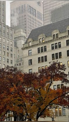 an image of a tree in the city with buildings behind it on a foggy day