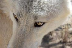 an image of a wolf looking at the camera