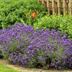 purple flowers are growing in the garden