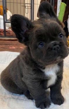 a small black and white dog sitting on top of a bed next to a cage