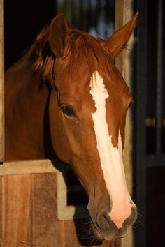 a brown and white horse sticking its head out of a stable