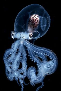 an octopus is swimming in the water