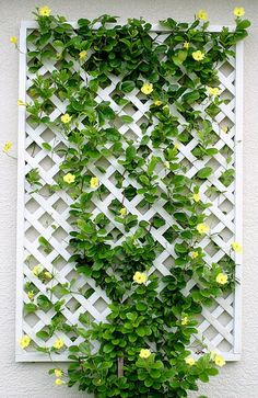 a white trellis with yellow flowers growing on it's sides and green leaves