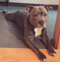 a brown and white dog laying on top of a wooden floor next to a door