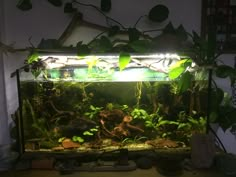 an aquarium with plants and rocks in it