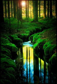 a stream running through a forest filled with lush green moss covered rocks and trees in the background