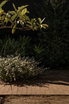 a white fire hydrant sitting on top of a brick sidewalk next to a bush