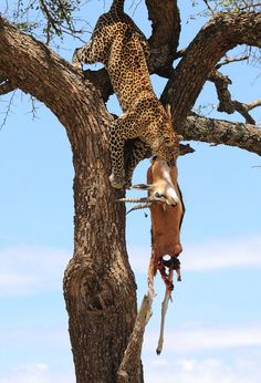 two giraffes climbing up the side of a tree to reach for prey