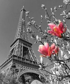 the eiffel tower with pink flowers in black and white