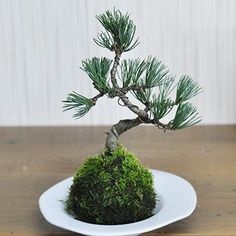 a small pine tree sitting on top of a white plate