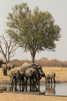 a herd of elephants standing next to each other near a watering hole in the wild