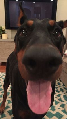 a black and brown dog standing on top of a rug