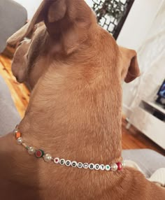 a brown dog wearing a beaded bracelet