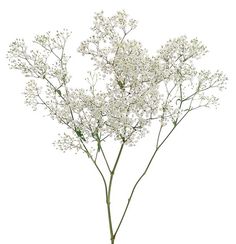 white flowers are in a vase on a white tablecloth, with the stems still attached to it