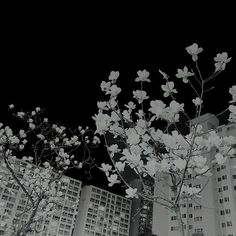 black and white photograph of flowers in front of tall buildings with dark sky behind them