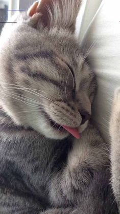 a gray and white cat laying on top of a bed with its tongue hanging out