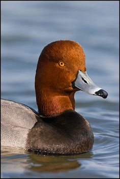 a close up of a duck in the water