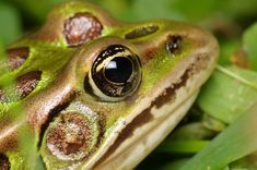 a close up of a frog on some green plants and grass with its eyes wide open