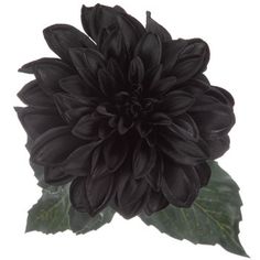 a black flower with green leaves on a white background