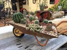 a wheelbarrow filled with cacti and succulents