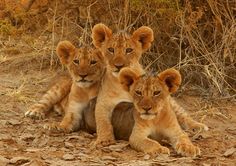 three young lions are sitting on the ground