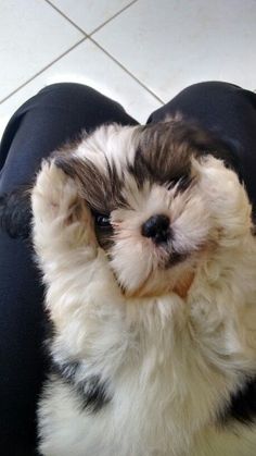 a small white and brown dog sitting on top of a person's lap with his paws up