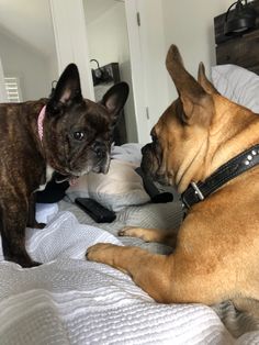 two dogs on a bed looking at each other