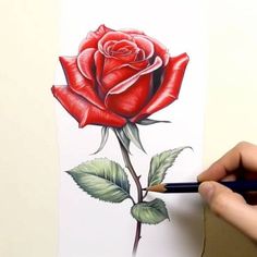 someone is drawing a rose with colored pencils