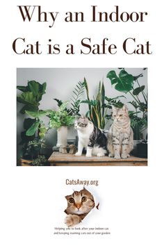 two cats sitting next to each other in front of potted plants with the caption, why an indoor cat is a safe cat