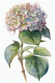 a watercolor painting of a pink and blue hydrangea flower with green leaves