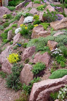 a rock garden with lots of flowers growing on it