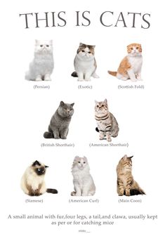 a poster with cats in different colors and sizes on it's front cover, which says this is cats