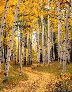 a path in the woods surrounded by trees with yellow leaves