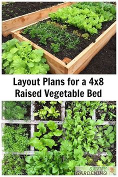 several different types of plants growing in raised beds with text overlay that reads layout plans for a 4x8 raised vegetable bed