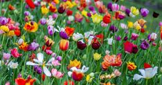 many different colored tulips are growing in the field