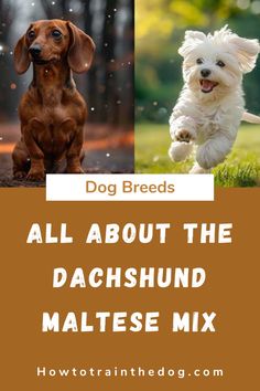 two dogs running in the grass with text overlay that reads, all about the dachshund maltese mix